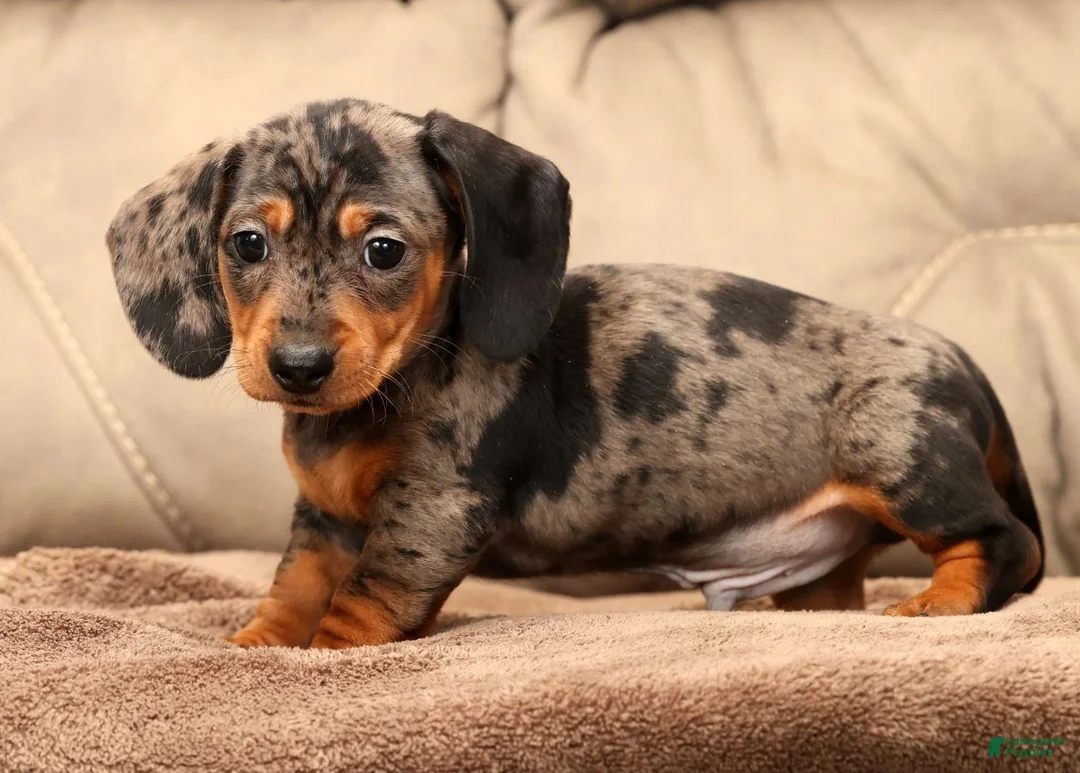 Miniature Dachshund dogs for sale: Nemo - Ad 7