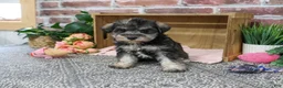 Miniature Schnauzer dogs for sale: Denise - Ad 5