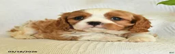 Cavalier King Charles Spaniel dogs for sale: Chase - Ad 4