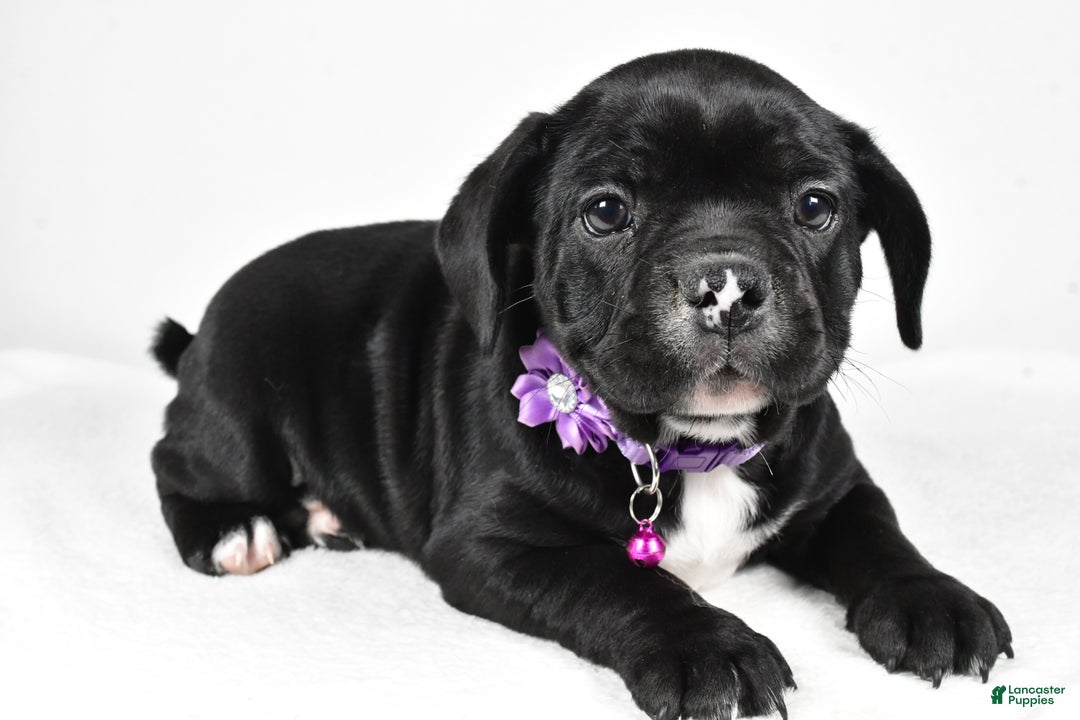 Mixed Breed dogs for sale: Dixie - Ad 2