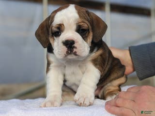 Mixed Breed dogs Sugar - Ad 42