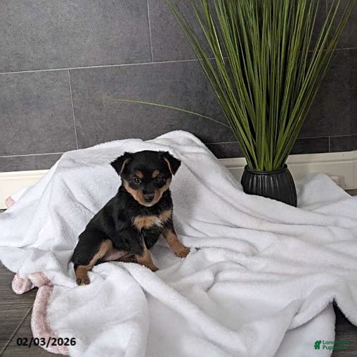 Mixed Breed dogs Natalie - Ad 3