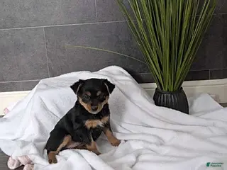 Mixed Breed dogs Natalie - Ad 3