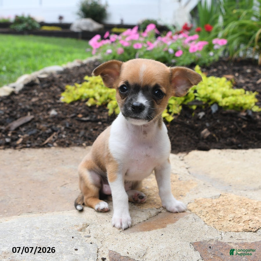 Chihuahua dogs Chiquita - Ad 2
