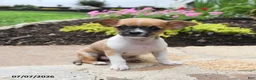 Chihuahua dogs for sale: Chiquita - Ad 2