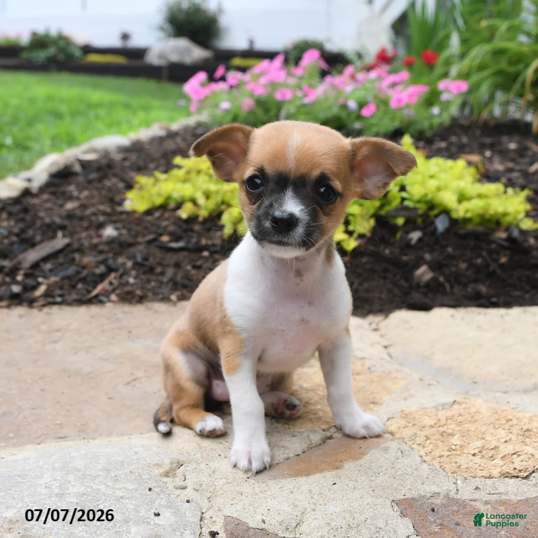 Chihuahua dogs for sale: Chiquita - Ad 2