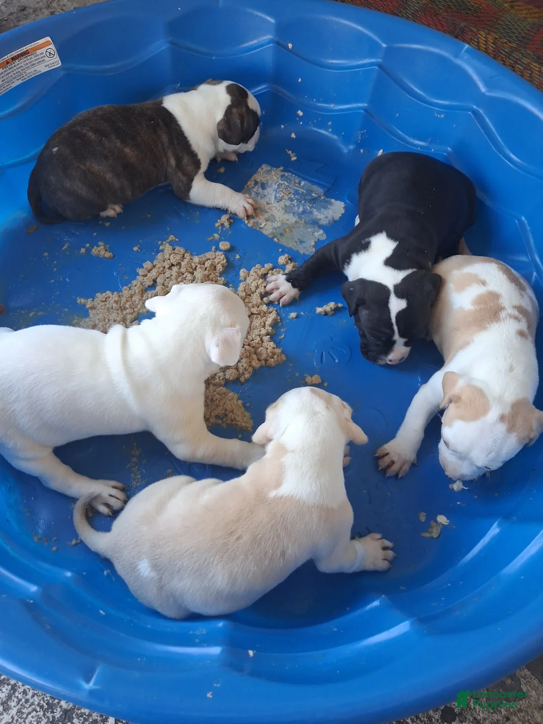 American Pit Bull Terrier dogs for sale: American Pit Bull Terrier 6 - Ad 1