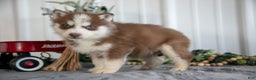 Siberian Husky dogs for sale: Sid - Ad 1