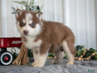 Siberian Husky dogs Sid - Ad 16