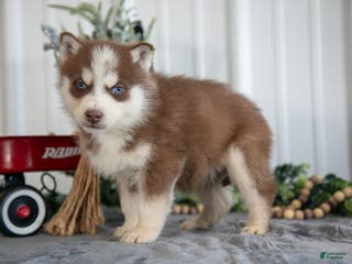 Siberian Husky dogs Sid - Ad 17