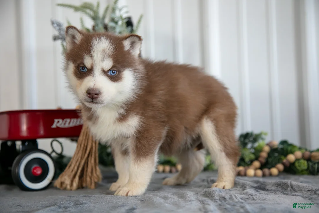 Siberian Husky dogs for sale: Sid - Ad 1