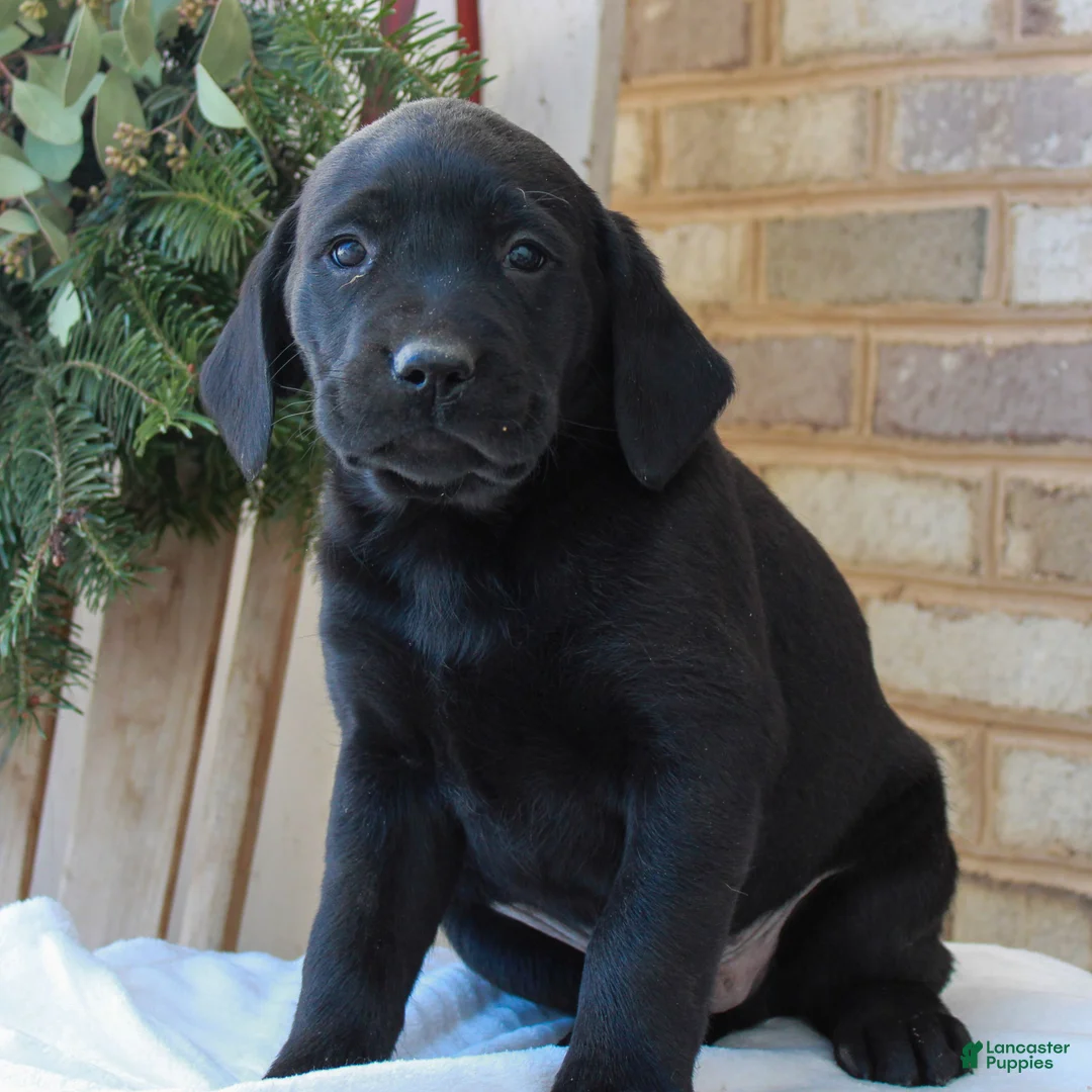 Labrador Retriever dogs for sale: Bennett  - Ad 3
