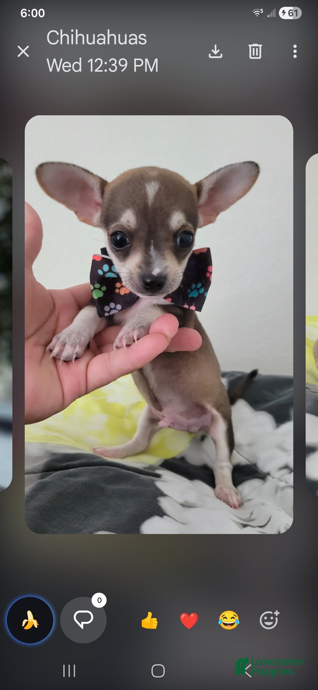 Chihuahua dogs Brown tan boy chi. Hand delivery  - Ad 20