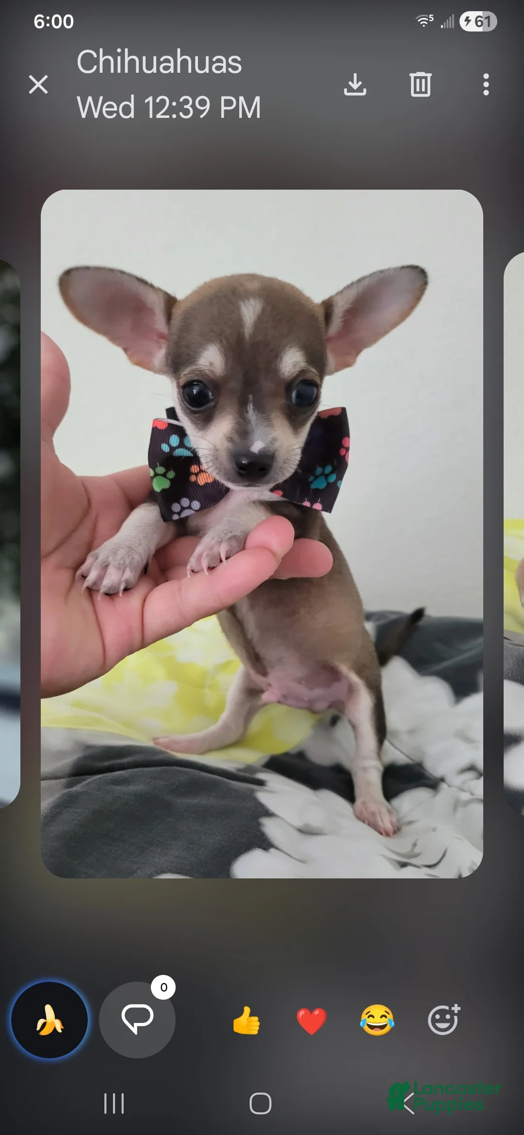 Chihuahua dogs for sale: Brown tan boy chi. Hand delivery  - Ad 1