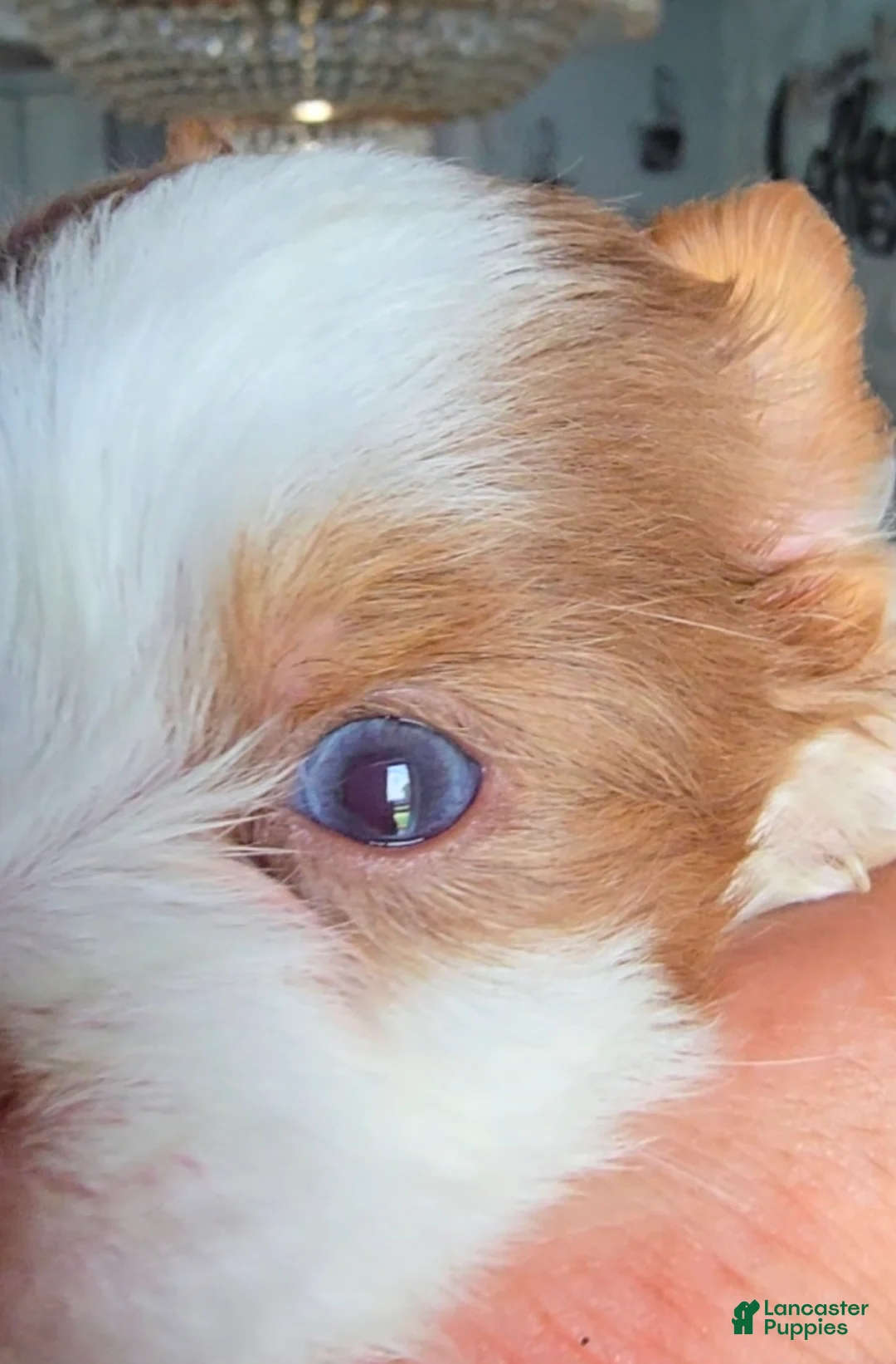 Biewer Terrier dogs for sale: Biewer Terrier 2 - Ad 1