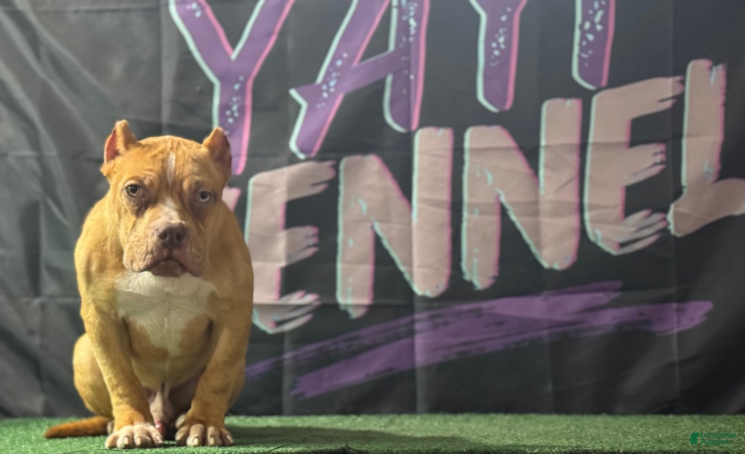 American Bully dogs for sale: Chocolate Fawn Merle - Ad 2