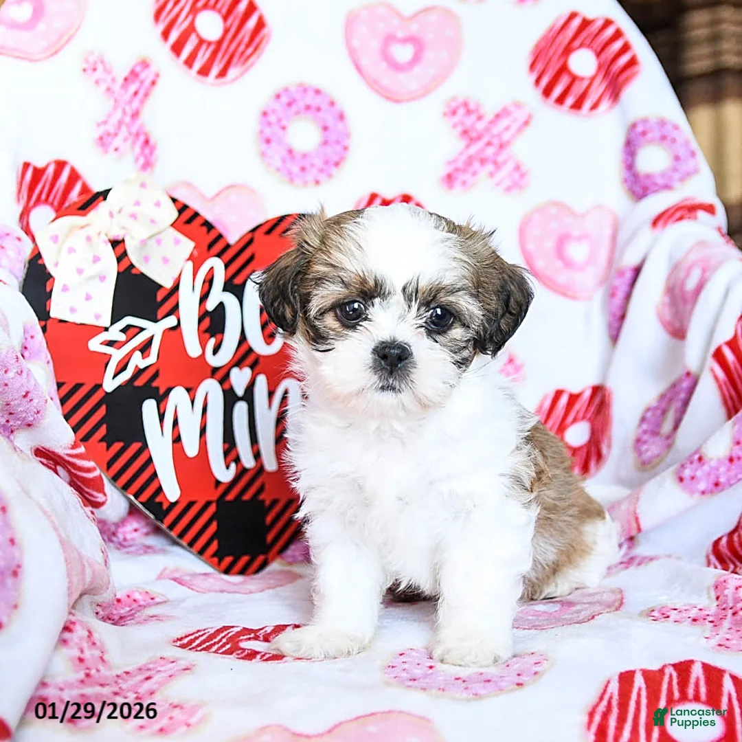 Shih Tzu dogs for sale: Ginger - Ad 3