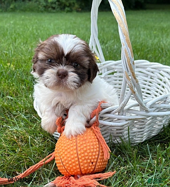 Shih Tzu dogs Belle - Ad 1