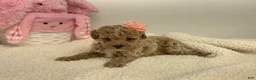 Toy Poodle dogs for sale: Joyce - Ad 3