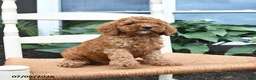 Toy Poodle dogs for sale: Nutmeg - Ad 5