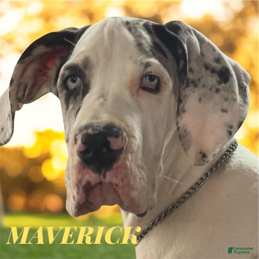 Great Dane dogs for sale: ALICE - BLACK MERLE - Ad 3