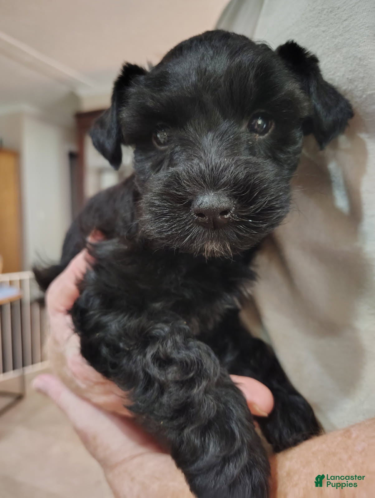 Miniature Schnauzer dogs Sutton - Ad 2