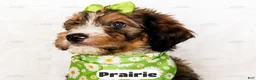 Bernedoodle dogs for sale: Prairie - Ad 11