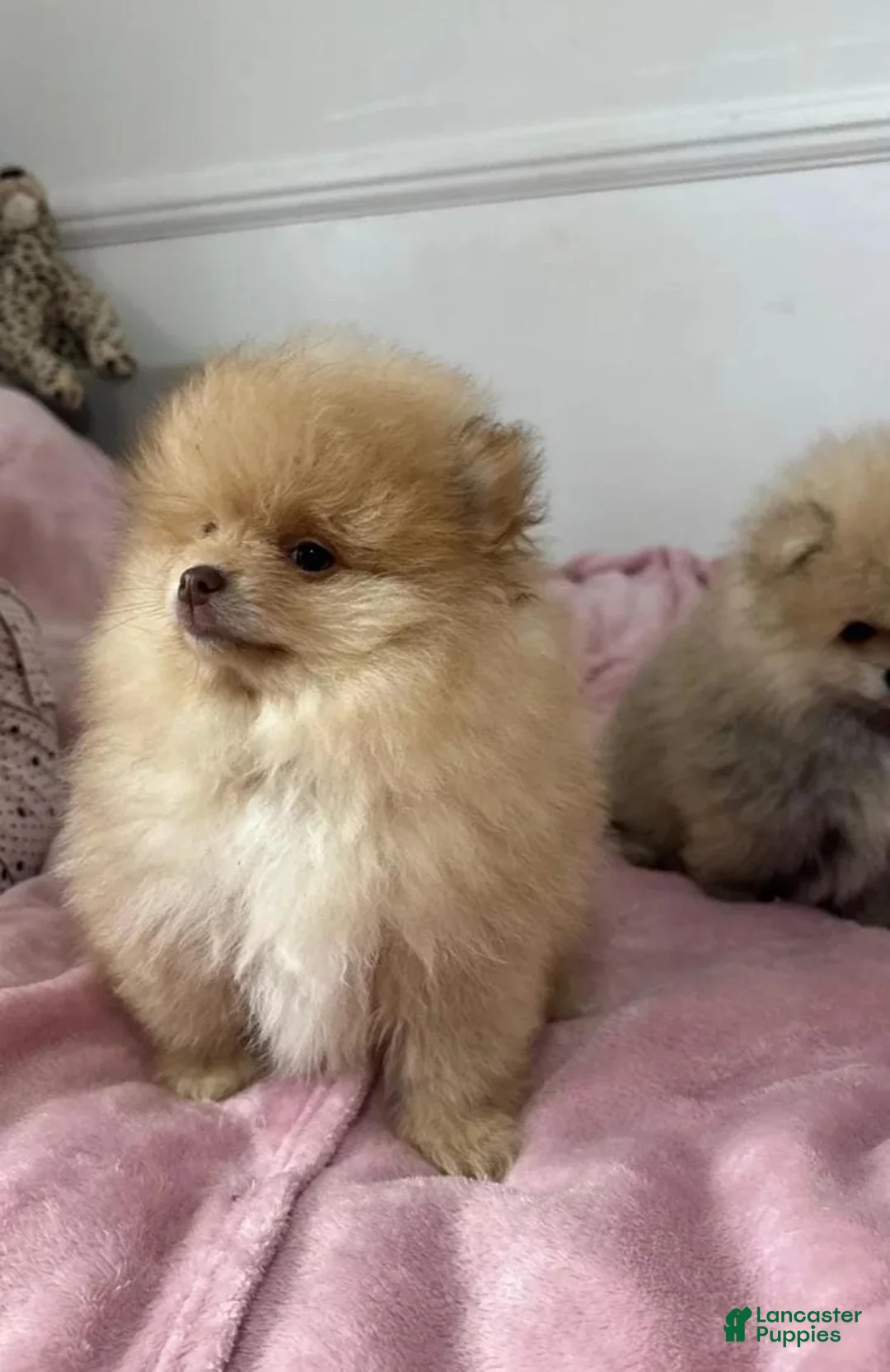Pomeranian dogs for sale: Maya - Ad 6