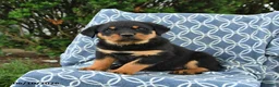 Rottweiler dogs for sale: Mocha - Ad 3