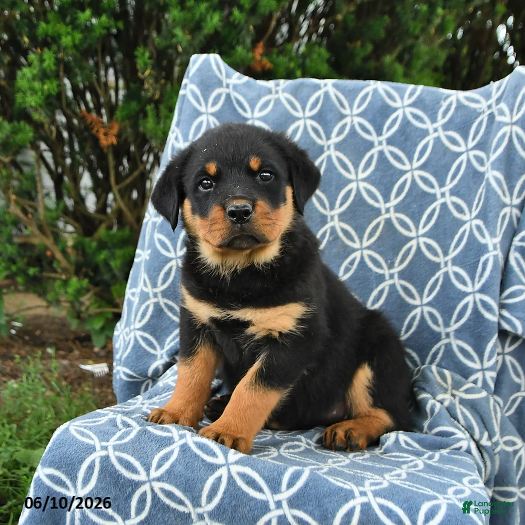 Rottweiler dogs for sale: Mocha - Ad 3