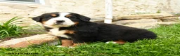 Bernese Mountain Dog dogs for sale: Greta - Ad 2