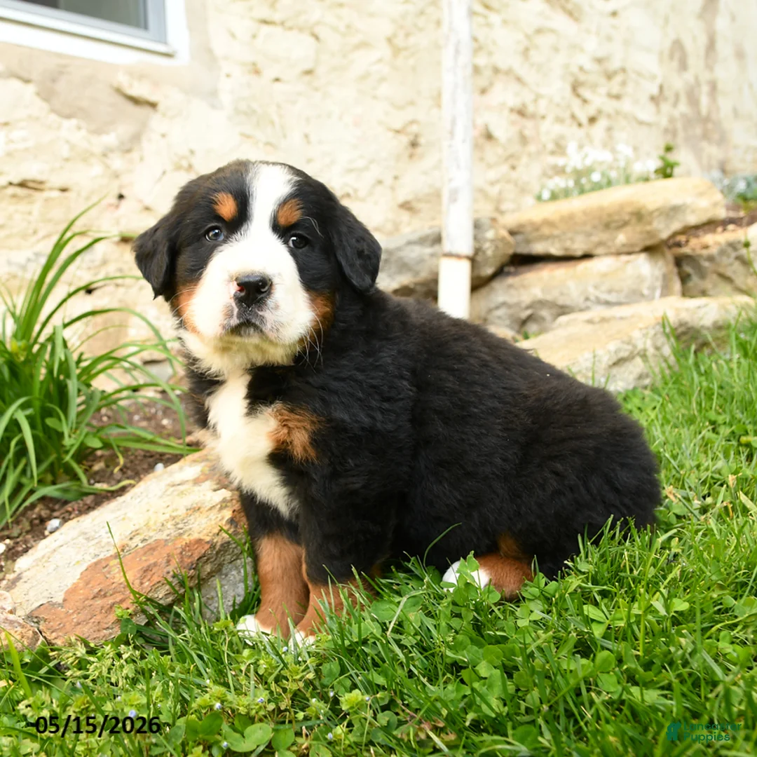 Bernese Mountain Dog dogs for sale: Greta - Ad 2