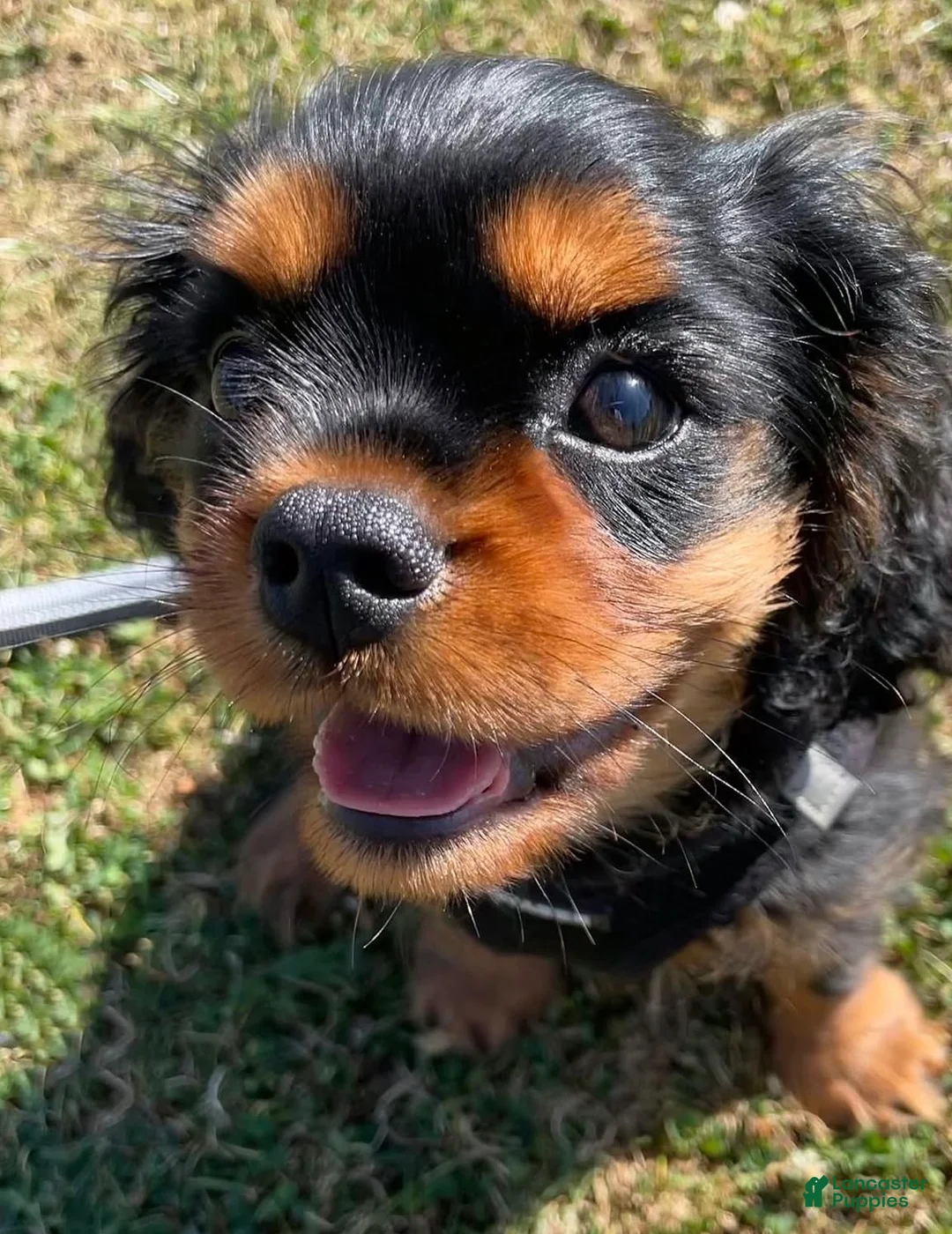 Cavalier King Charles Spaniel dogs for sale: Cavalier King Charles Spaniel 2 - Ad 4
