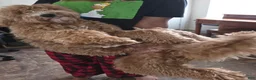 Labradoodle dogs for sale: Labradoodle 1 - Ad 2
