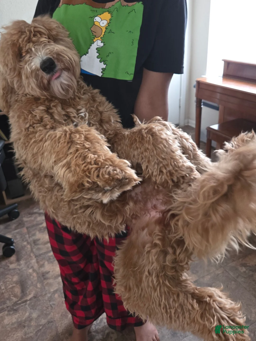 Labradoodle dogs for sale: Labradoodle 1 - Ad 2