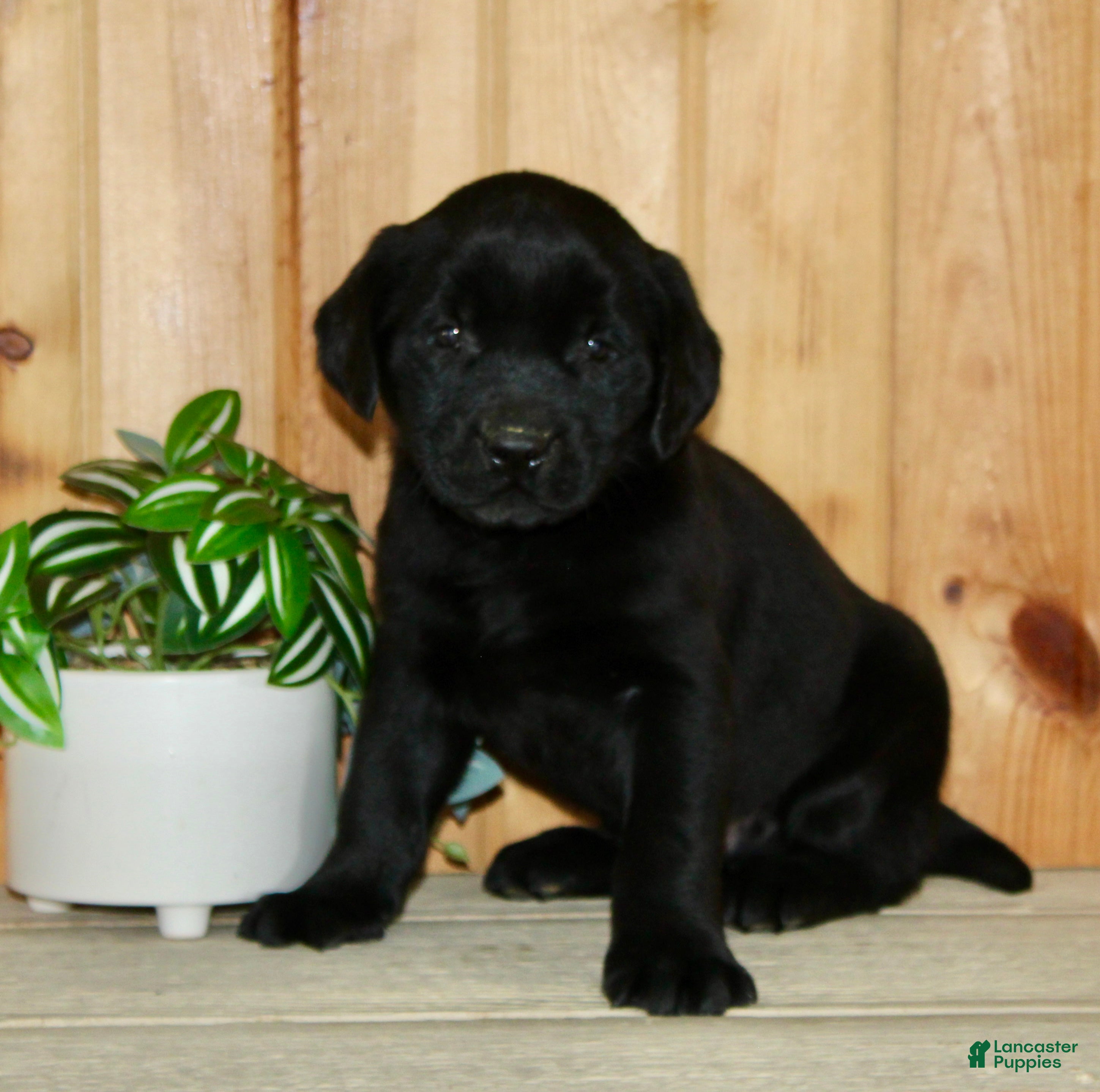Labrador Retriever dogs Wilber  - Ad 2