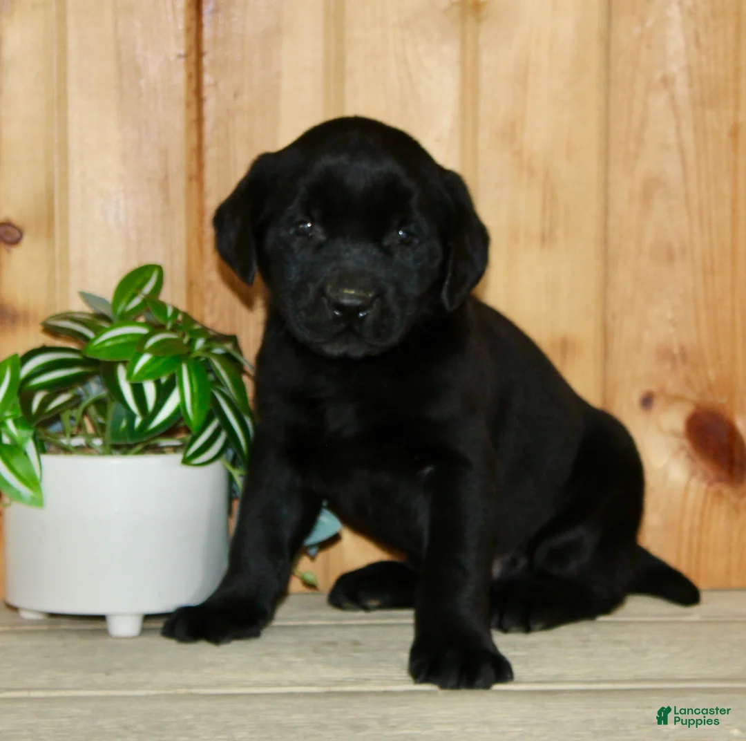 Labrador Retriever dogs for sale: Wilber  - Ad 2