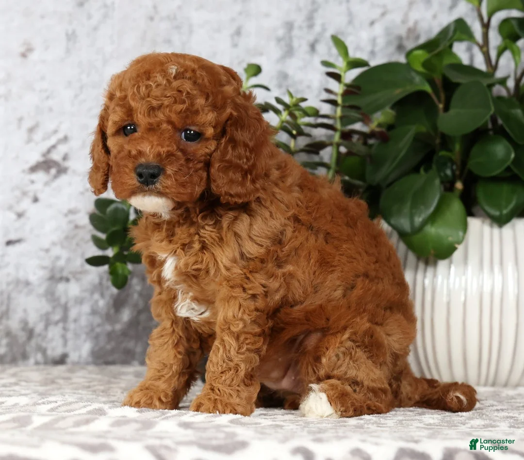 Cavapoo dogs for sale: Cassie - Ad 2