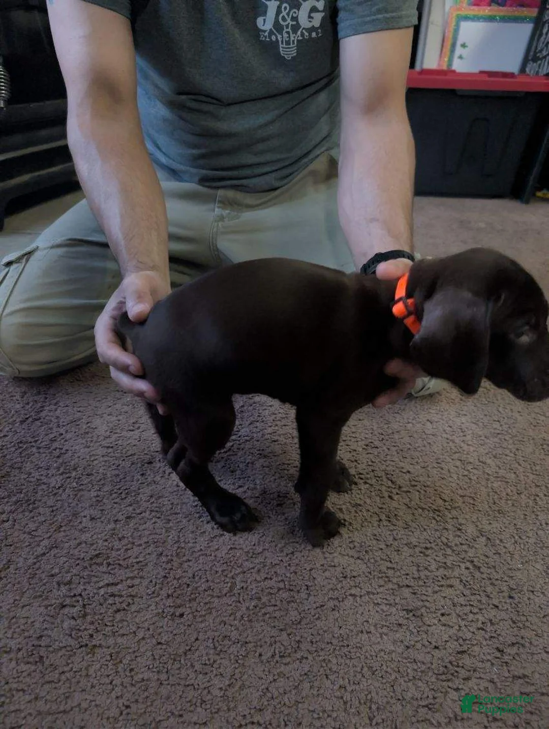 German Shorthaired Pointer dogs for sale: German Shorthaired Pointer Puppy 3 - Ad 1