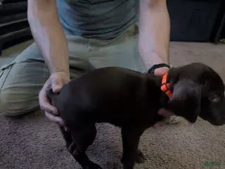 German Shorthaired Pointer dogs German Shorthaired Pointer Puppy 3 - Ad 11