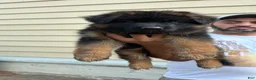German Shepherd dogs for sale: German Shepherd 4 - Ad 4