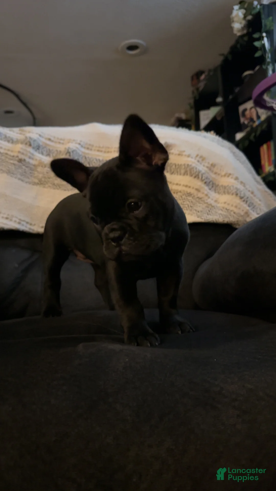 French Bulldog dogs for sale: French Bulldog Puppy 2 - Ad 5