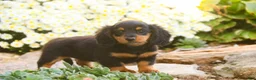 Miniature Dachshund dogs for sale: Sally Miniature Dachshund  - Ad 8