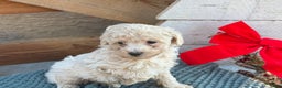 Bichpoo dogs for sale: Luca - Ad 8
