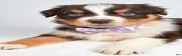 Australian Shepherd dogs for sale: Balia  - Ad 8
