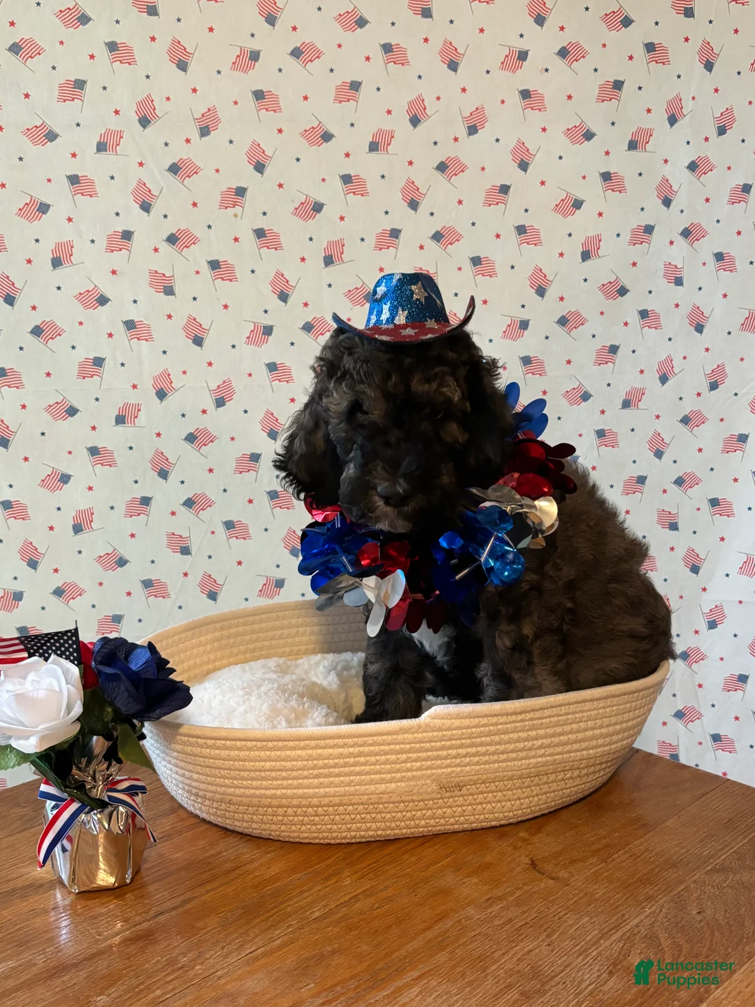 Bernedoodle dogs for sale: Reece’s - Ad 2