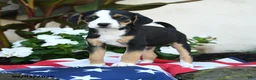 Mixed Breed dogs for sale: Lola - Ad 3