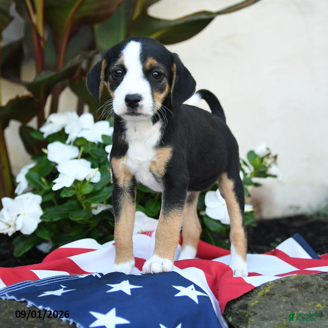 Mixed Breed dogs for sale: Lola - Ad 3