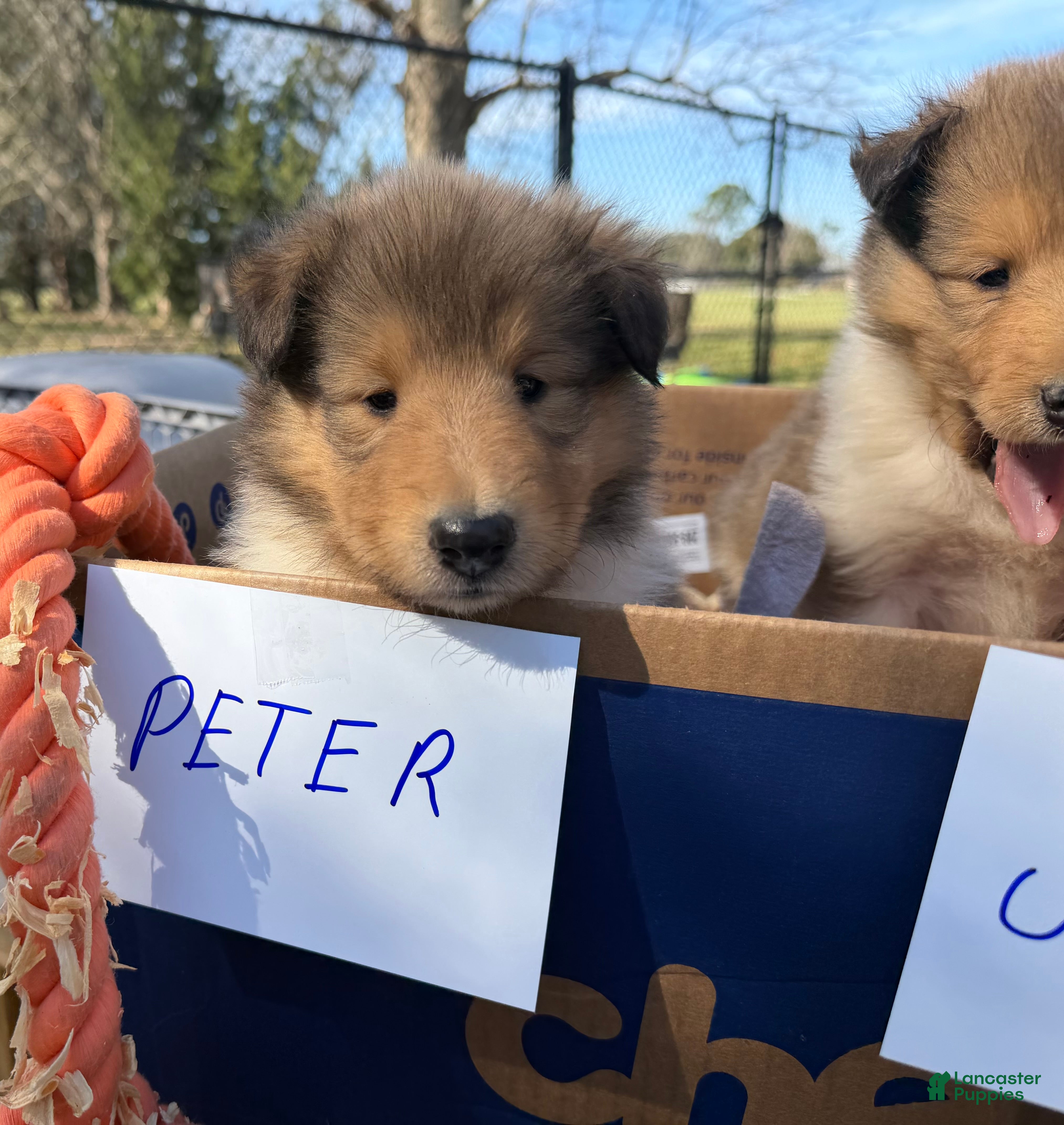 Collie dogs Peter - Ad 2