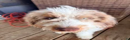 Mixed Breed dogs for sale: Micky - Ad 1